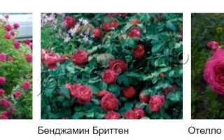 Пионовидные розы. Пионовидные розы фото.
